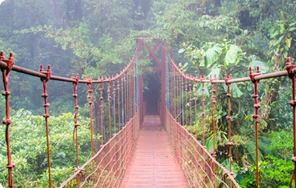 Tropical Bridge