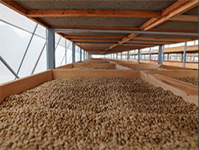 Coffee beans from the El Mezcal micro-lot in Chiapas, Mexico, drying on raised beds in a controlled environment, part of the meticulous process to enhance the quality of Bourbon, Catuai, and Arabe varietals.