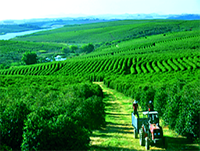 A tractor with farmers harvesting coffee cherries in the expansive fields of Huehuetenango,