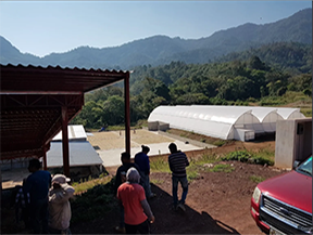 Farmers observing coffee processing facilities in Chiapas, Mexico, where raised drying beds and greenhouses help produce the high-quality El Mezcal coffee with unique flavors of black tea, honey, and sweetbread pastry.