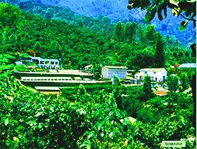 A view of a coffee processing facility nestled in the lush coffee farms of Huehuetenango, Guatemala, where premium coffee beans are grown and processed by local farmers.