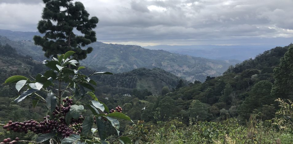 El Tambor Bogota Colombia coffee origins