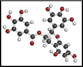 Molecular-Structure-of-EGCG The molecular structure of Epigallocatechin-3-gallate (EGCG), a powerful antioxidant in coffee, displayed scientifically.